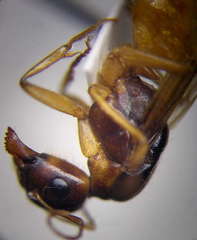 Camponotus fedtschenkoi