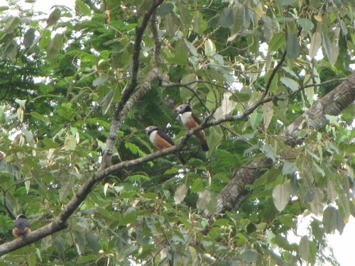 Rufous-bellied Helmetshrike (Prionops rufiventris), photo 3