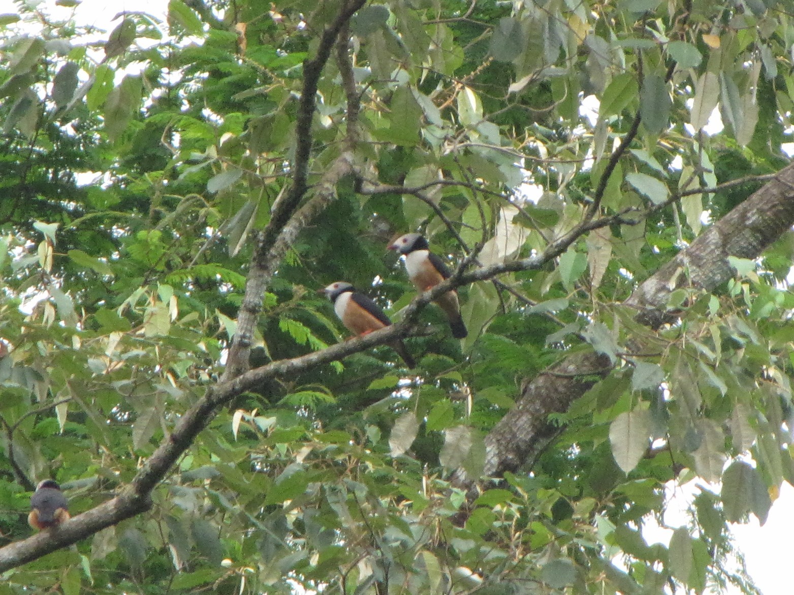 Rufous-bellied Helmetshrike (Prionops rufiventris), photo 3