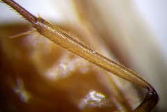 Camponotus fedtschenkoi