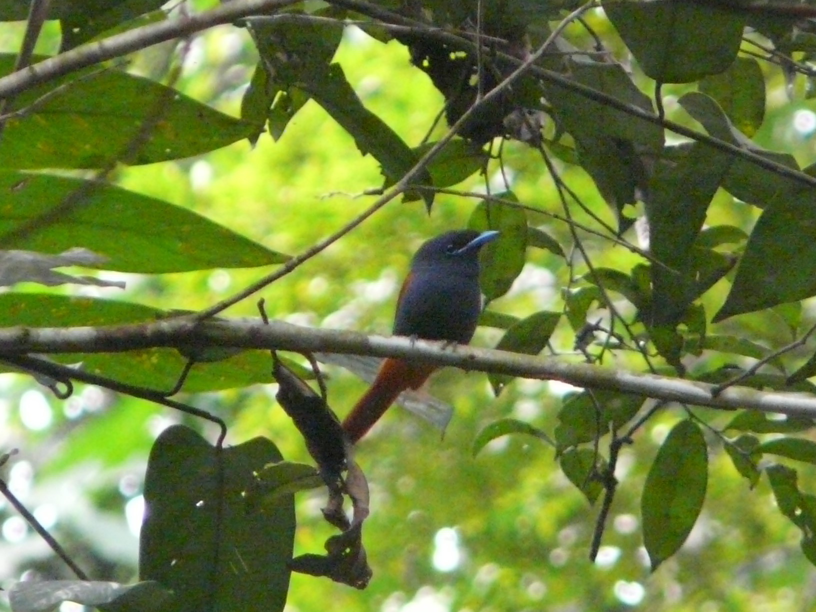 Bates's Paradise Flycatcher (Terpsiphone batesi), photo 2