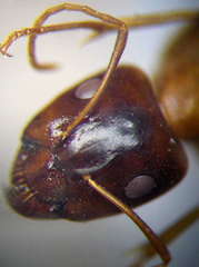 Camponotus fedtschenkoi