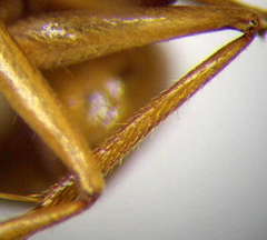 Camponotus fedtschenkoi