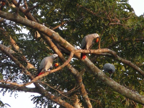 Congo Grey Parrot