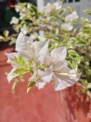 Bougainvillea glabra