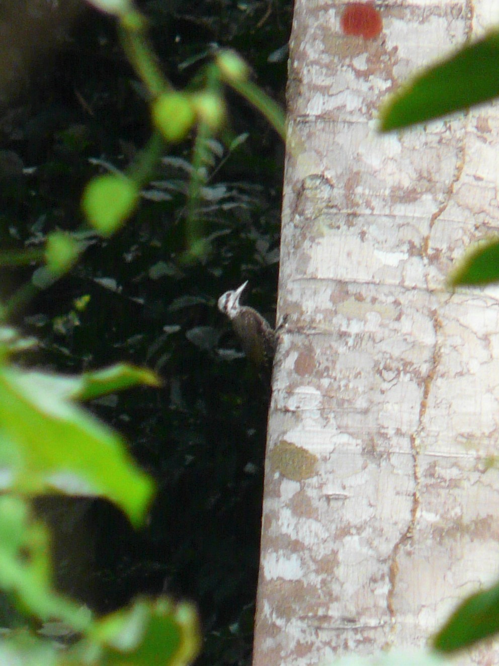 Yellow-crested Woodpecker (Chloropicus xantholophus), photo 10