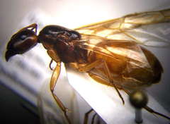 Camponotus fedtschenkoi