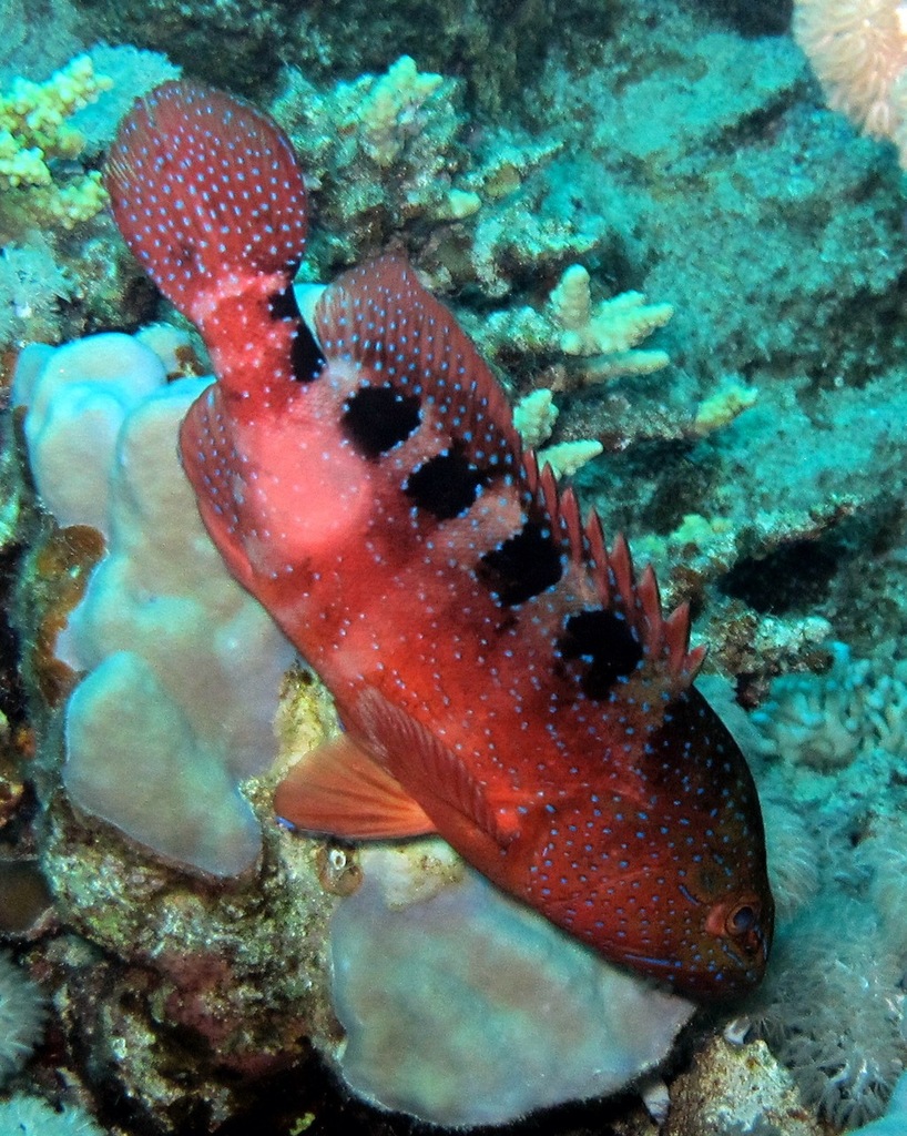 Saddle Grouper
