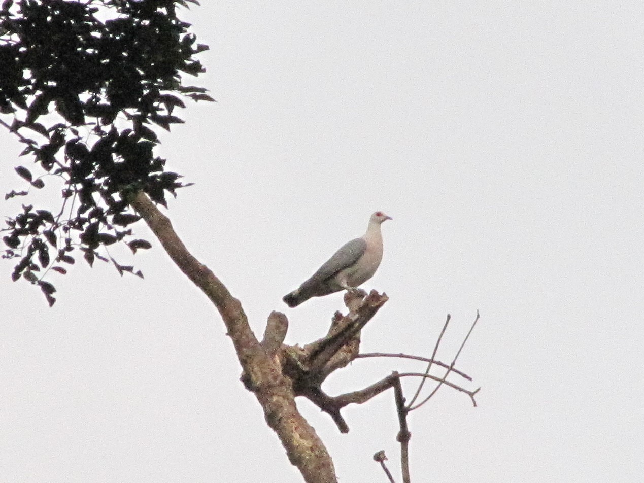 Afep Pigeon (Columba unicincta), photo 3