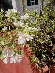 Bougainvillea glabra