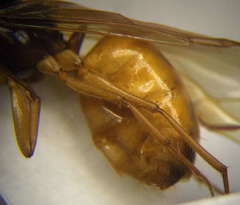 Camponotus fedtschenkoi