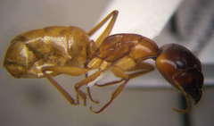 Camponotus fedtschenkoi