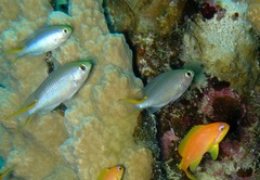 Neopomacentrus miryae