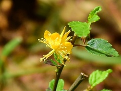Corchorus siliquosus
