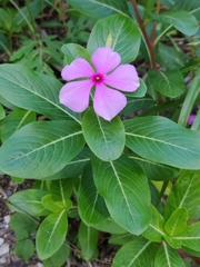Catharanthus roseus image