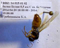 Camponotus fedtschenkoi