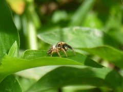 Habronattus paratus