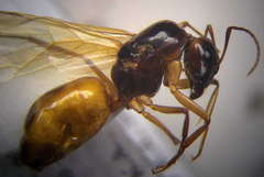 Camponotus fedtschenkoi