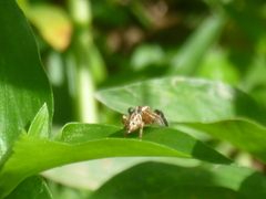 Habronattus paratus