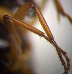 Camponotus fedtschenkoi