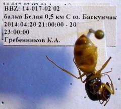 Camponotus fedtschenkoi