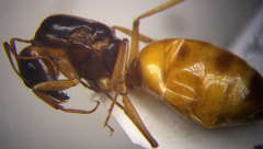 Camponotus fedtschenkoi