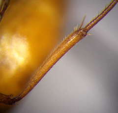 Camponotus fedtschenkoi