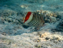 Chaetodon paucifasciatus