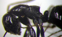 Camponotus piceus