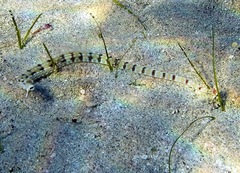 Corythoichthys flavofasciatus