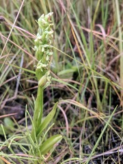 Platanthera aquilonis