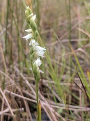 Spiranthes casei