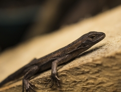 Liolaemus cyanogaster
