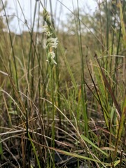 Spiranthes casei