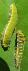 Graphium antheus