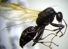 Camponotus piceus