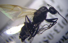 Camponotus piceus