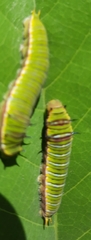 Graphium antheus
