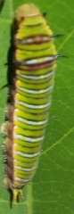 Graphium antheus