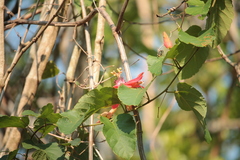 Passiflora miniata