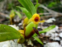 Maxillaria variabilis