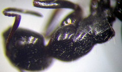 Camponotus piceus