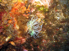 Cerianthus membranaceus