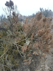 Artemisia tridentata tridentata