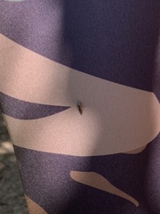 Homalodisca elongata