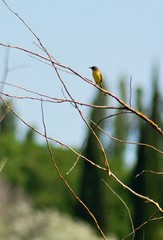 Pseudocolopteryx citreola