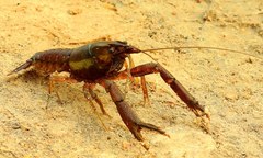 Procambarus pilosimanus