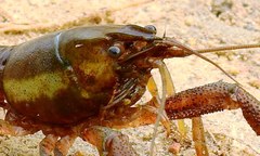 Procambarus pilosimanus