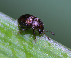 Micranthribus atomus