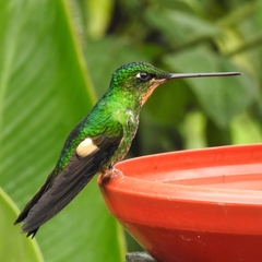 Buff-Winged Starfrontlet photo 2
